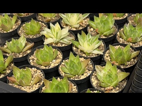 【多肉植物】お昼の植え替えライブ 2024.07.31