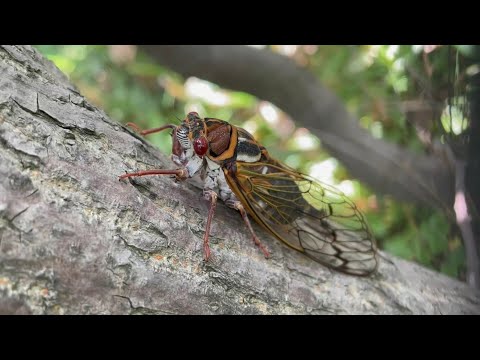 【えりすいしかり】コエゾゼミとウミネコ