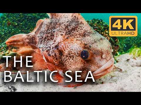 The Baltic Sea: A Mysterious Underwater World | Secrets of the Seas Ep. 2 | 4K UHD Documentary