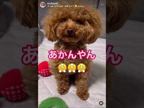 イメージを気にするトイプードル #ティーカッププードル #トイプードル #dog #トイプ #犬 #トイプー