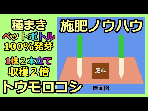 【トウモロコシ 施肥ノウハウ＆ペットボトル種まき＆狭い菜園向き2本立て栽培】 家庭菜園28年目 無農薬 半自給自足