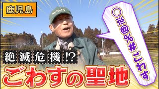 鹿児島弁の「ごわす」は死語になってしまったのか！？【秘密のケンミンSHOW極公式|2023年3月2日 放送】