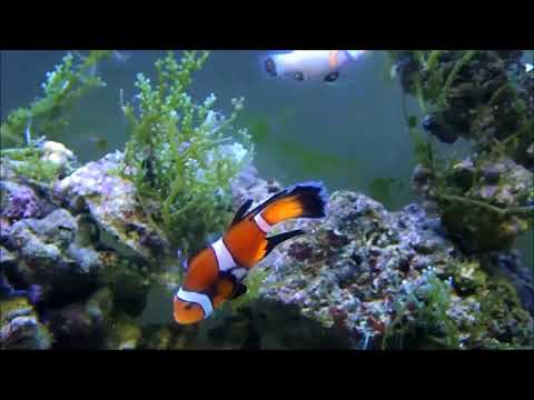 人工禮服小丑Fancy Longfin Oecllaris Clownfish（Captive-Bred） use2K