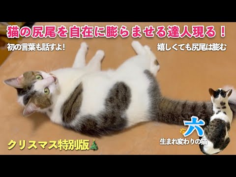 クリスマス特別版🎄初公開【猫の尻尾を自在に膨らませる達人現る】と「会話する猫」六が初めて話す言葉も！お楽しみに | [生まれ変わりの猫] 六