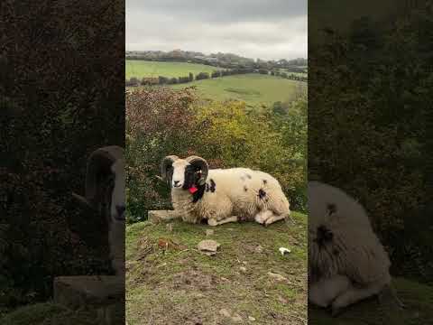 Nothing to see here just Shaun 🐏 sitting on a hill chewing ☺️ #shorts  #shaunthesheep #jacob