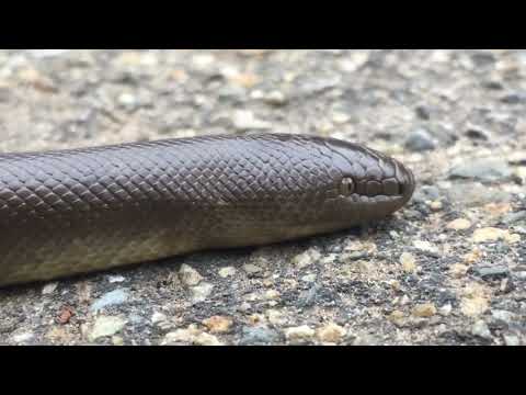 Most BIZARRE Snake in the United States?!