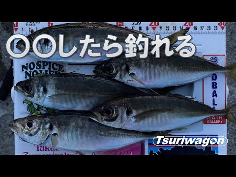 忠岡高場～堺【秘密の釣り方教えます】たまには釣り場をぶらり旅