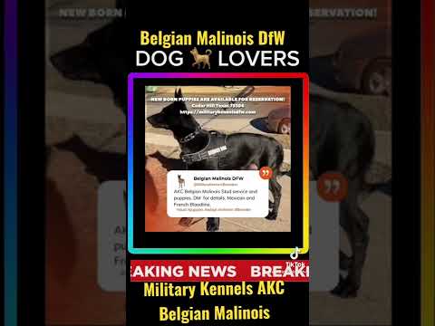 Military Kennels AKC Belgian Malinois -Breeder DFW