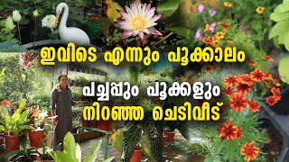 ഇവിടെ എന്നും പൂക്കാലം |  പച്ചപ്പും പൂക്കളും നിറഞ്ഞ ചെടിവീട് |  Amazing Garden Tour