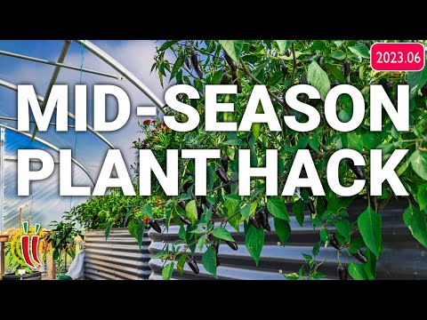 Stunted Plants? Use this Hack to Kick-Start Things! (2023.06)