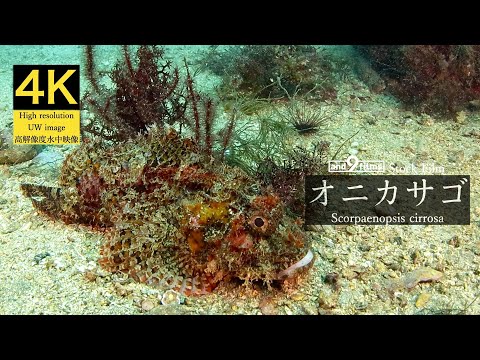 【4K 水中映像】オニカサゴ / Weedy stingfish / Scorpaenopsis cirrosa