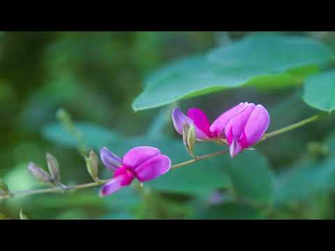 萩の寺東光院　癒しのタイムチャンネル＃53