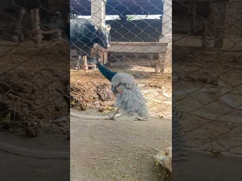 Peacock sound call A peacock 🦚🦚 #beautiful #sadstatus#funny#shorts#kabootar#lovestatus#pigeonstatus