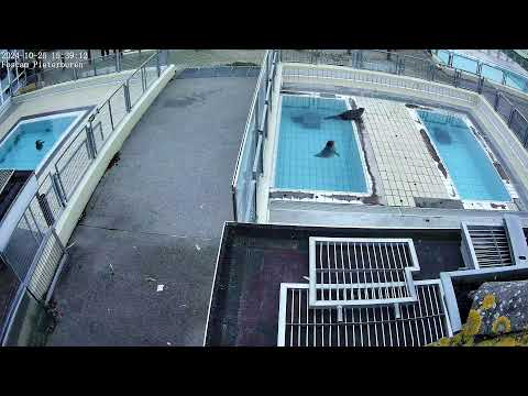 Seals live (4K) - Phase 2 @ Seal Rehabilitation and Research Centre (Pieterburen, The Netherlands)