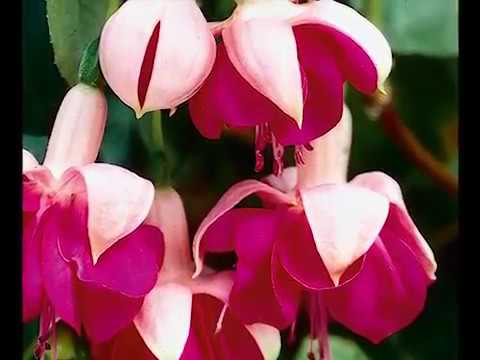 Get to Know Fuchsia - Part Sun-Loving Plants