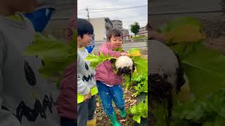 どんぐり畑でこどもたちが育てた冬野菜、大収穫！！