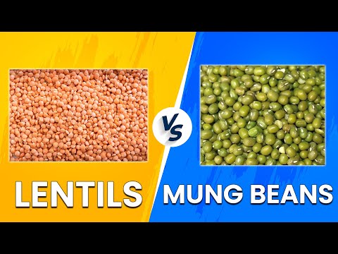 Lentils vs Mung Beans - Benefits And Nutrition Compared! (Watch This To Learn More!)