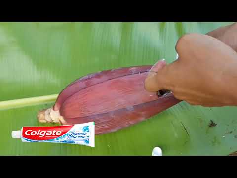 Amazing Best Method Grafting jackfruit With flower banana use of Colgate  Best Roots Harmon