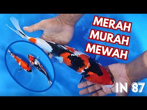 REVIEW ARINOR KOI SI MERAH | MURAH | MEWAH 🤩💥