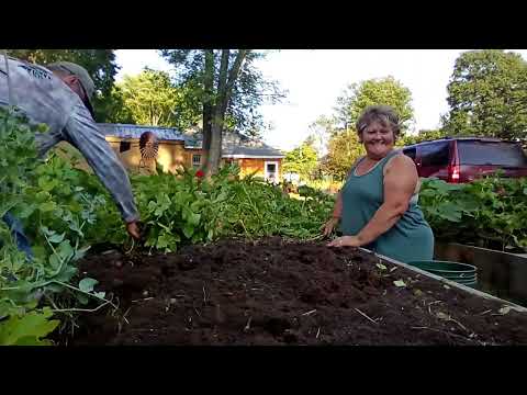 We Grew Lots of Potatoes in Raised Beds | Come See Our Harvest