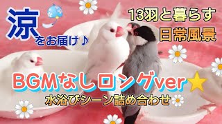 【文鳥】BGMなしロングver♪水浴びシーンで涼しいひとときを☆