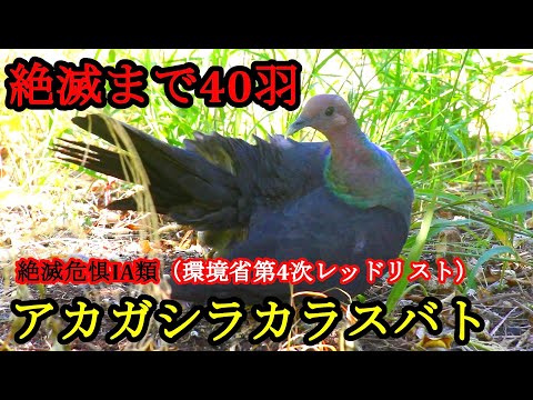 【絶滅危惧種の鳥】アカガシラカラスバト【天然記念物】小笠原諸島には絶滅の危機に追い込まれた幻の鳥がいた。