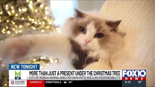 Pets as Christmas gifts bring cheer, but responsibilities last all year