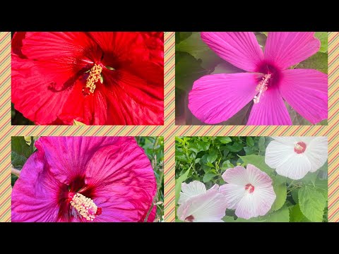 My Hibiscus Collection in my Garden