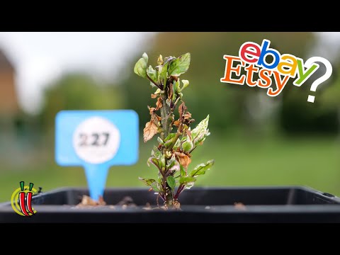 ebay/Etsy Chilli Seeds Experiment - July Update