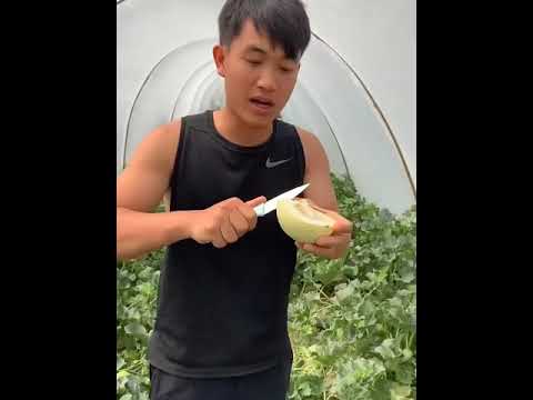 Fruit farms in China   Eating fresh fruit on farm