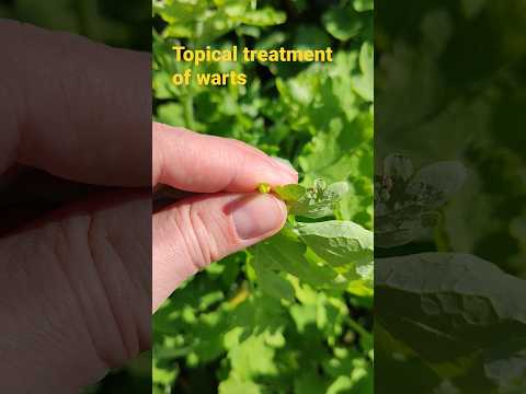 How wild celandine grows #shorts #herbs #celandine #medicineplants #nature