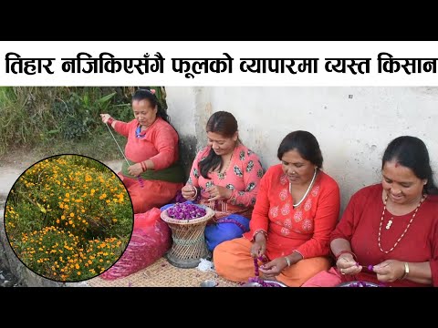 तिहार नजिकिएसँगै फूलको व्यापारमा व्यस्त गुन्डुका किसान || tihar