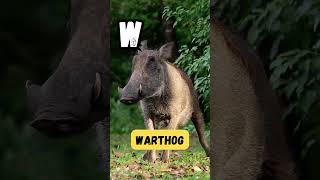 Animal Alphabet Adventures W | Episode 23 | 'W' for Walrus | #abcd#kids #learning#viralvideo#shorts