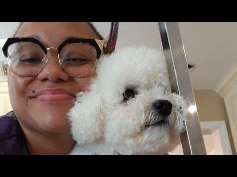 Charlotte the Bichon