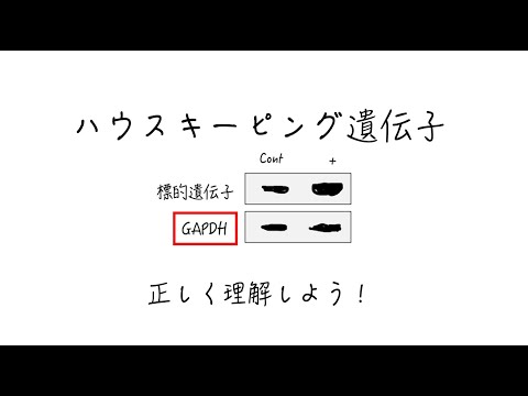 【ウェスタンブロッティング】ハウスキーピング遺伝子とは？