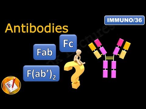 Fab, Fc and F(ab')2 in antibodies (immunoglobulins) (FL-Immuno/36)