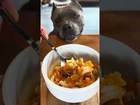 Sorvenut - Para os Dias de Calor - Frango Cozido com Cenoura e Morangos Frescos 🐾