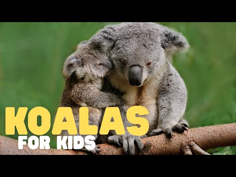 Koalas for Kids | Learn all about these sleepy marsupials