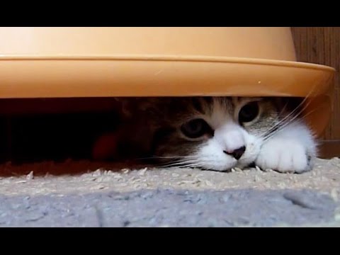 Funny  Kittens Under Dome