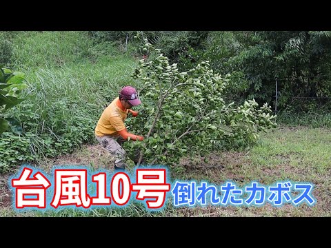 台風10号で倒れたカボスの修復作業！倒れたカボス販売します