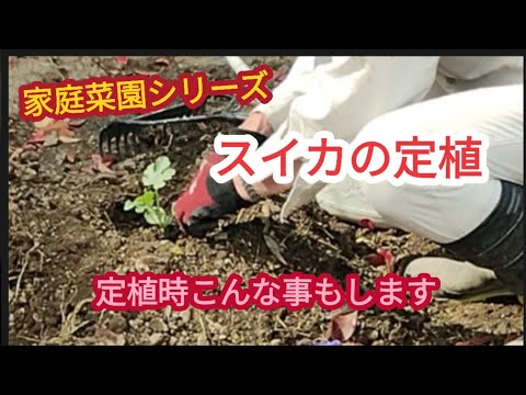 【スイカの定植】定植時防寒対策の他にこんなことをしておけば、後は放ったらかし【家庭菜園シリーズ】