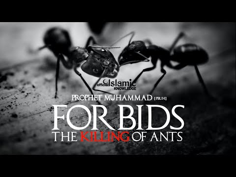 WHY PROPHET MUHAMMAD [PBUH] FORBIDS THE KILLING ANTS?