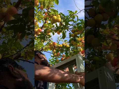 Plum plucking #fruitasmr #fruitslice #fruitcutting