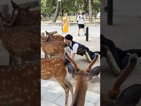 さや香・石井 奈良公園で鹿に馴染んでみた…#さや香 #奈良公園 #shorts