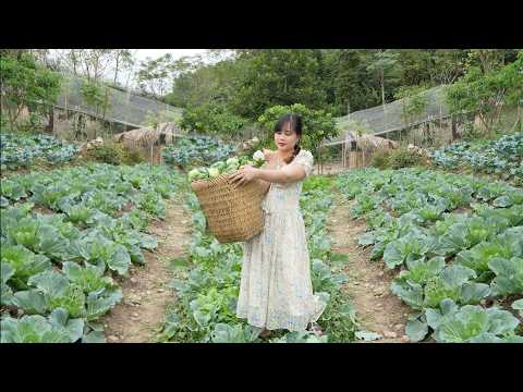 Harvesting kohlrabi to sell, taking care of newly hatched chicks