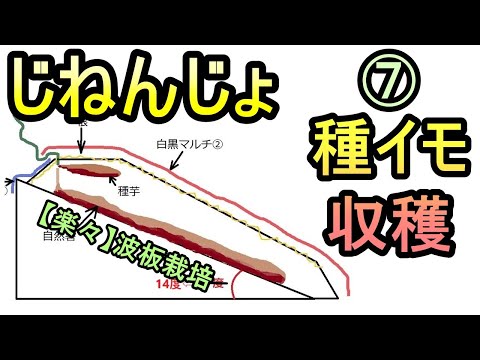 【楽々】波板で自然薯ななめ栽培 ⑦ 種イモの収穫とオマケ 無農薬 半自給自足