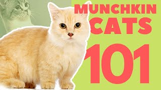 Munchkin Cats 101 : Breed & Personality