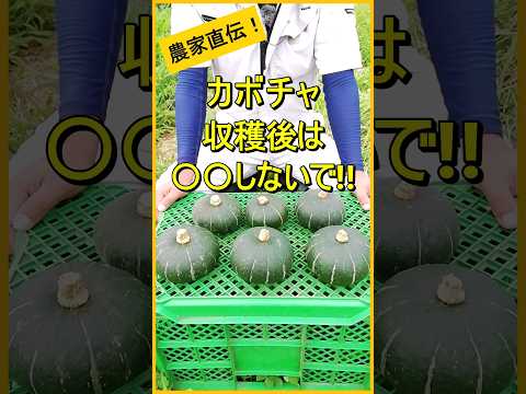 【カボチャ】収穫後にやってはいけないこととやった方が良いこと【有機農家直伝！無農薬で育てる家庭菜園】　24/8/6　#shorts