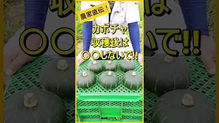 【カボチャ】収穫後にやってはいけないこととやった方が良いこと【有機農家直伝！無農薬で育てる家庭菜園】　24/8/6　#shorts