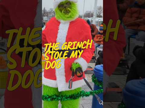 The Grinch stole my dog #dogs #shorts  #goldenretriever #funny #Grinch #Christmas